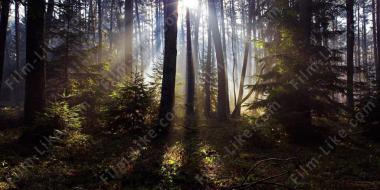 Приключенческие фильмы про лес